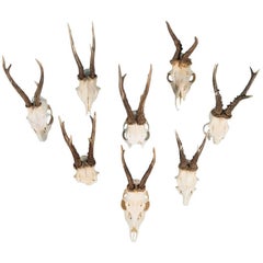 Set of Eight Vintage Black Forest Deer Antlers
