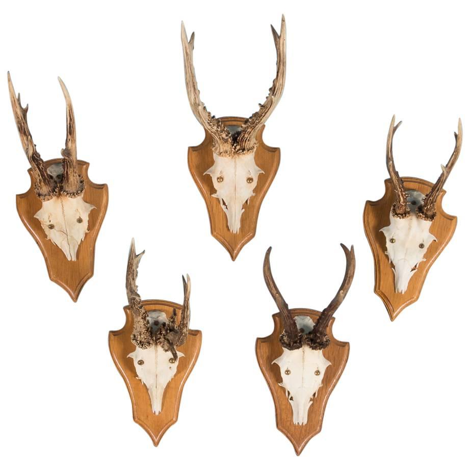 Set of Five Vintage Black Forest Deer Antler Mounts