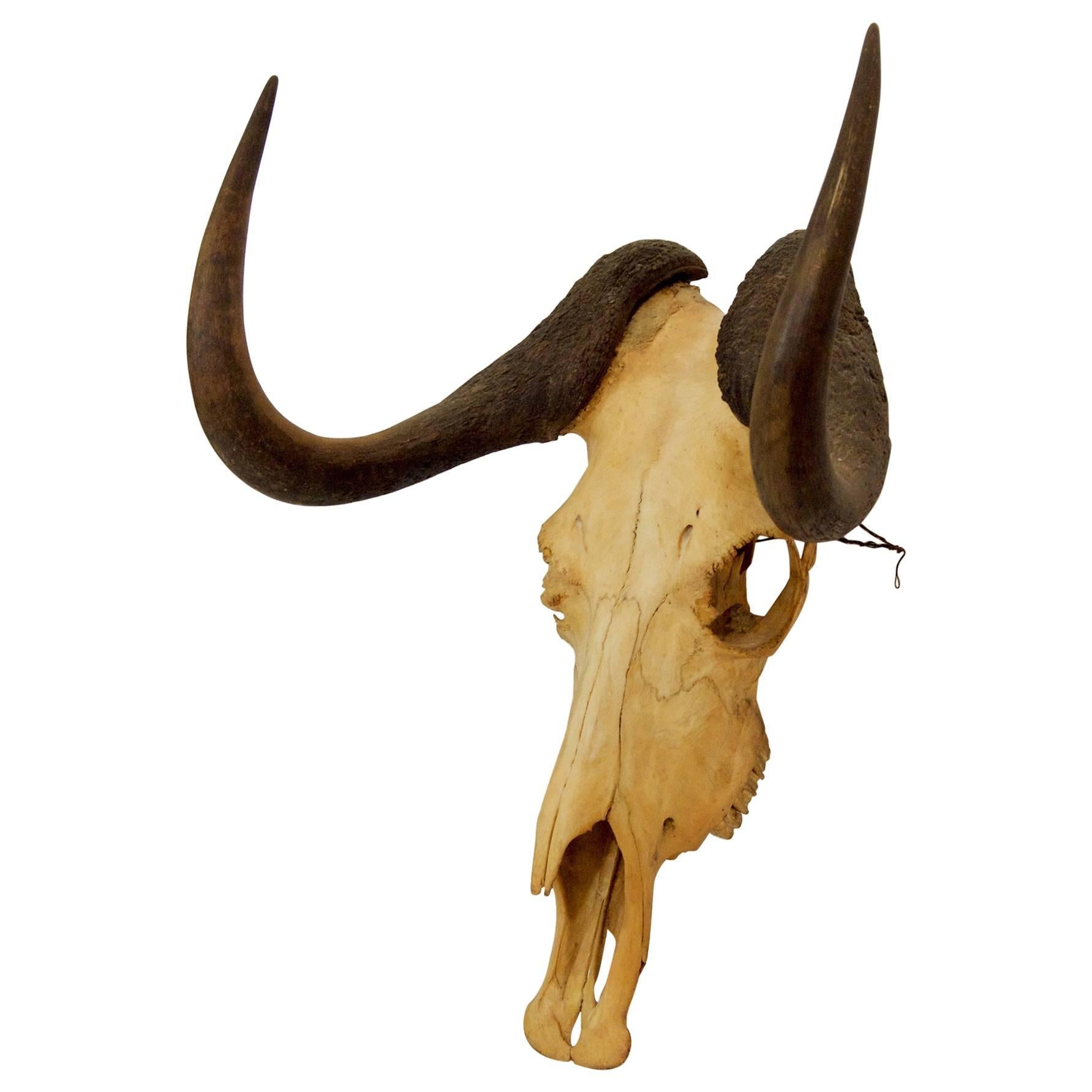 Black Wildebeest Skull and Horns For Sale
