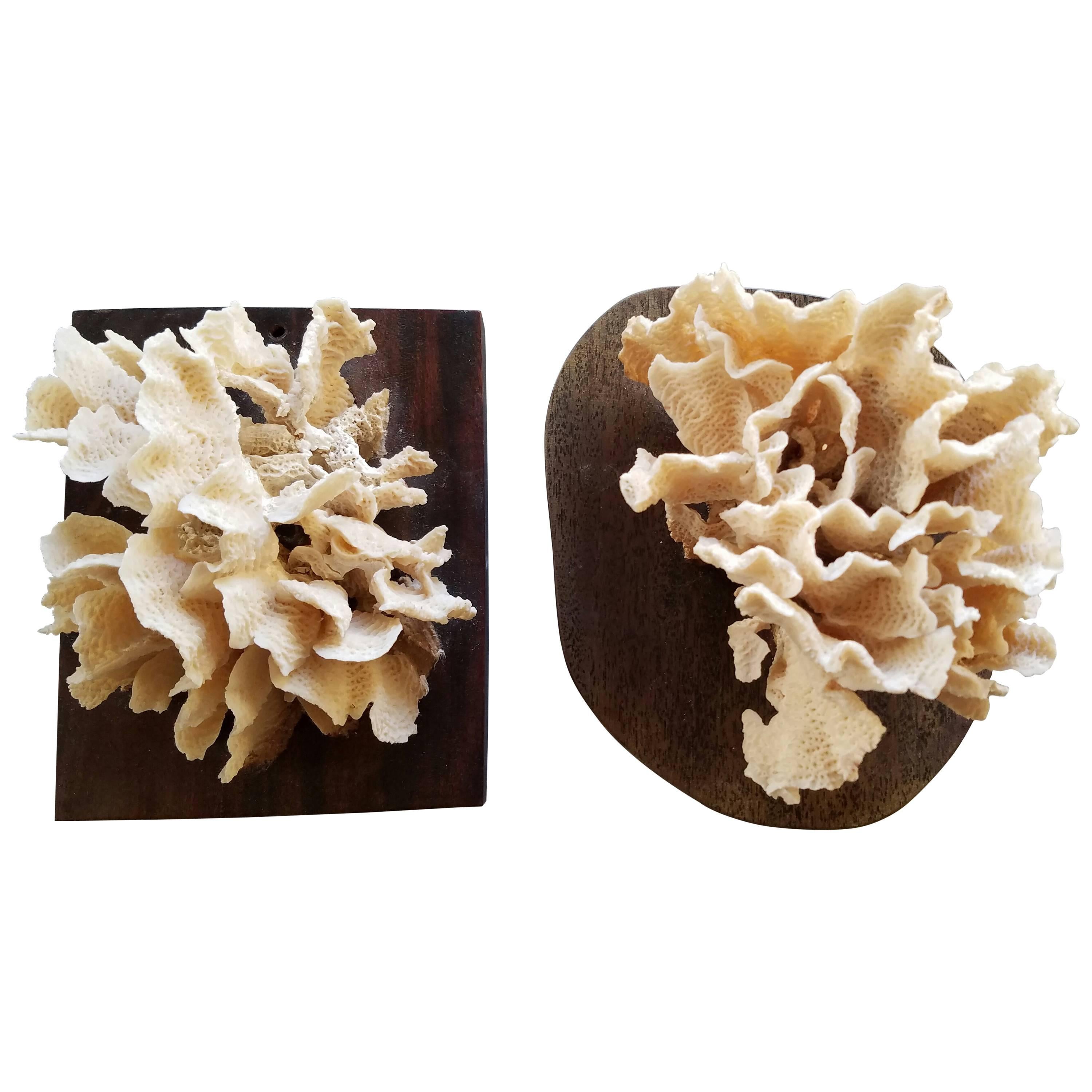 Pair of Cream White Coral Specimens Mounted on Wood For Sale