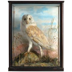 19th Century Taxidermy Barn Owl in a Glass Case