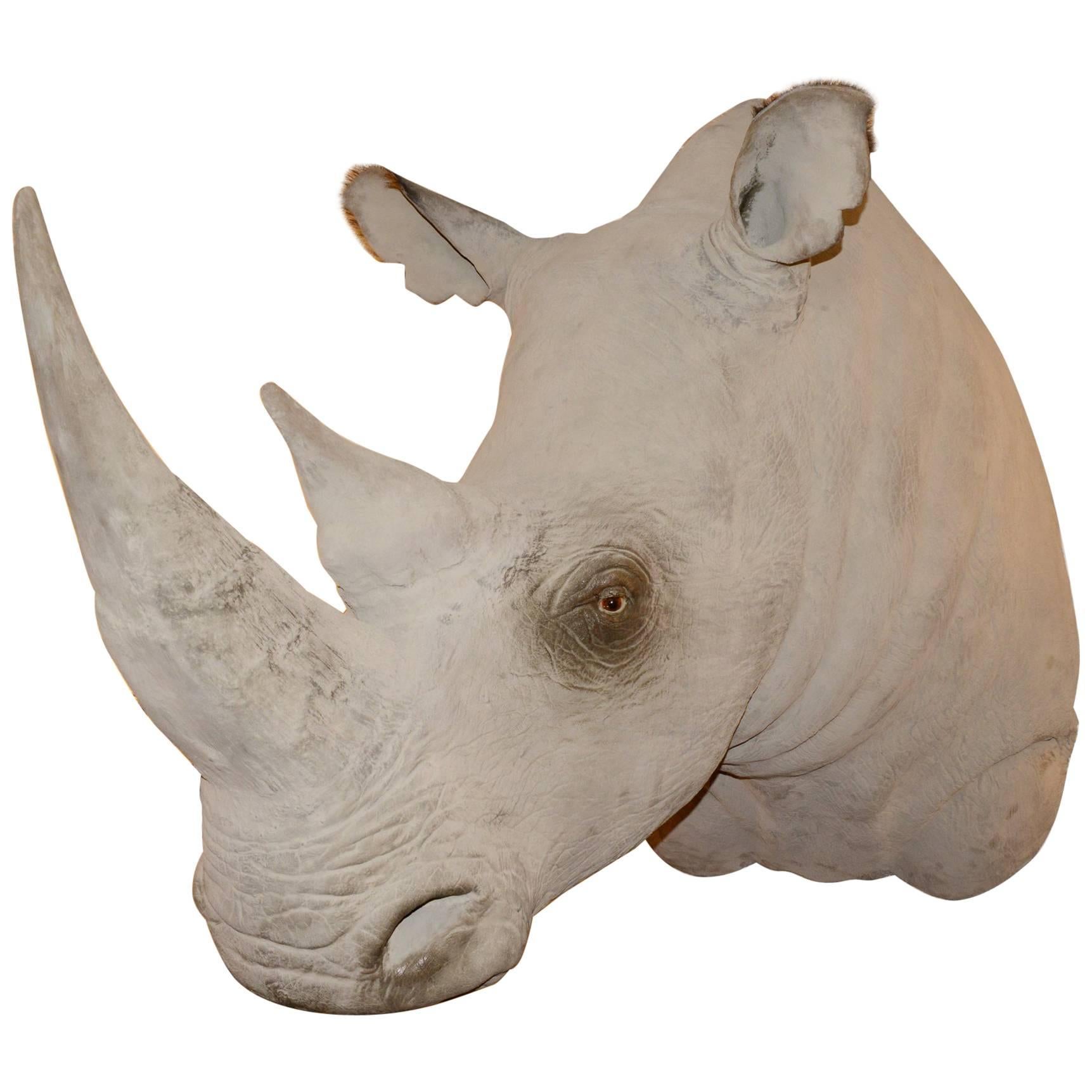Sculpture de tête de rhinocéros à finition exceptionnelle en fibre de verre