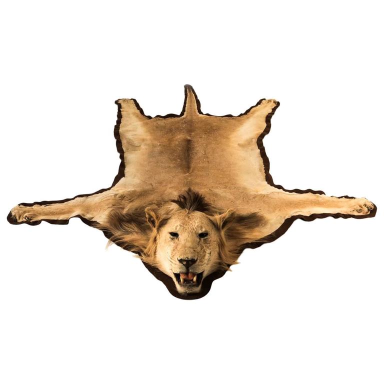 Extraordinary African Lion Taxidermy Skin Rug with a Full Head Mount