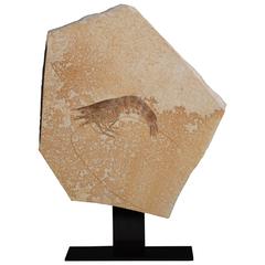Antique Jurassic Shrimp Crustacean Fossil