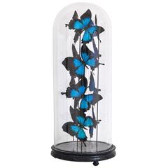 Butterflies Ulisses Flight Arranged under a Glass Globe Framework