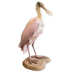 Taxidermy Roseate Spoonbill