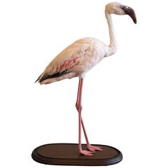 Vintage Taxidermy Lesser Flamingo