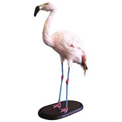 Vintage Taxidermy Chilean Flamingo