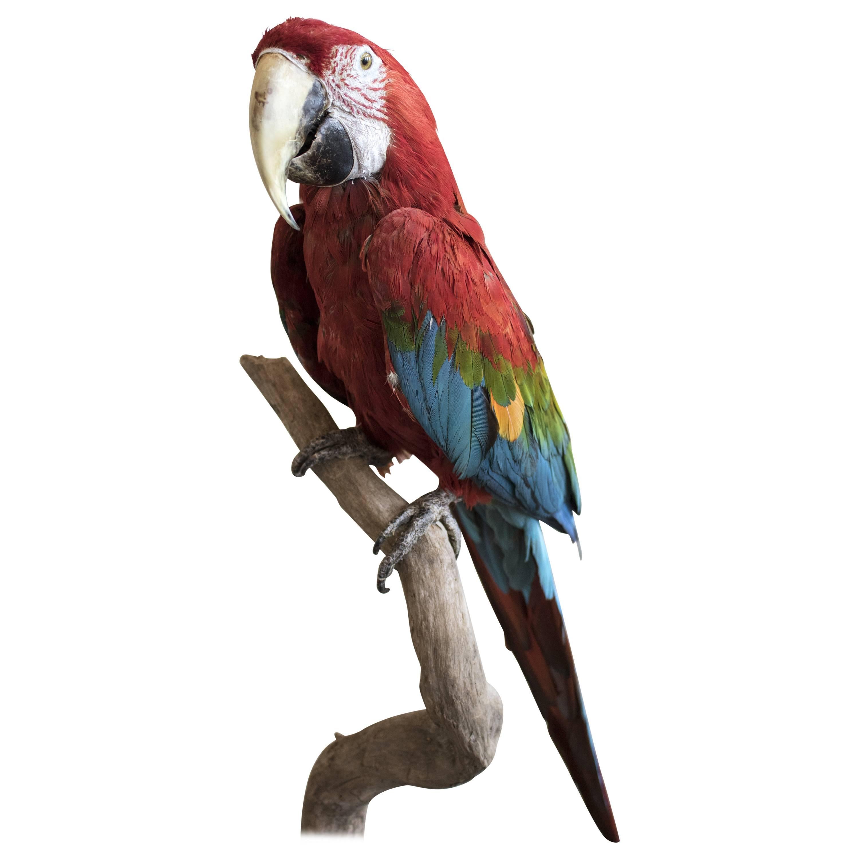 Taxidermy Green Winged Macaw Mounted on a Branch For Sale