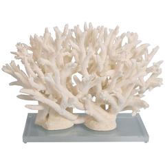 Inspired Staghorn Coral Sculpture on Lucite