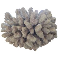 French 1960 Large Mediterranean Coral.