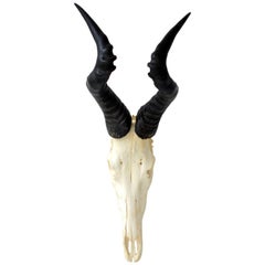 Hartebeest Skull