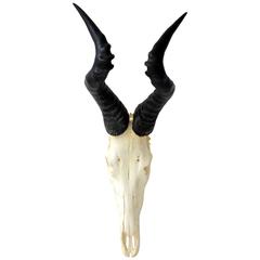 Hartebeest Skull 2