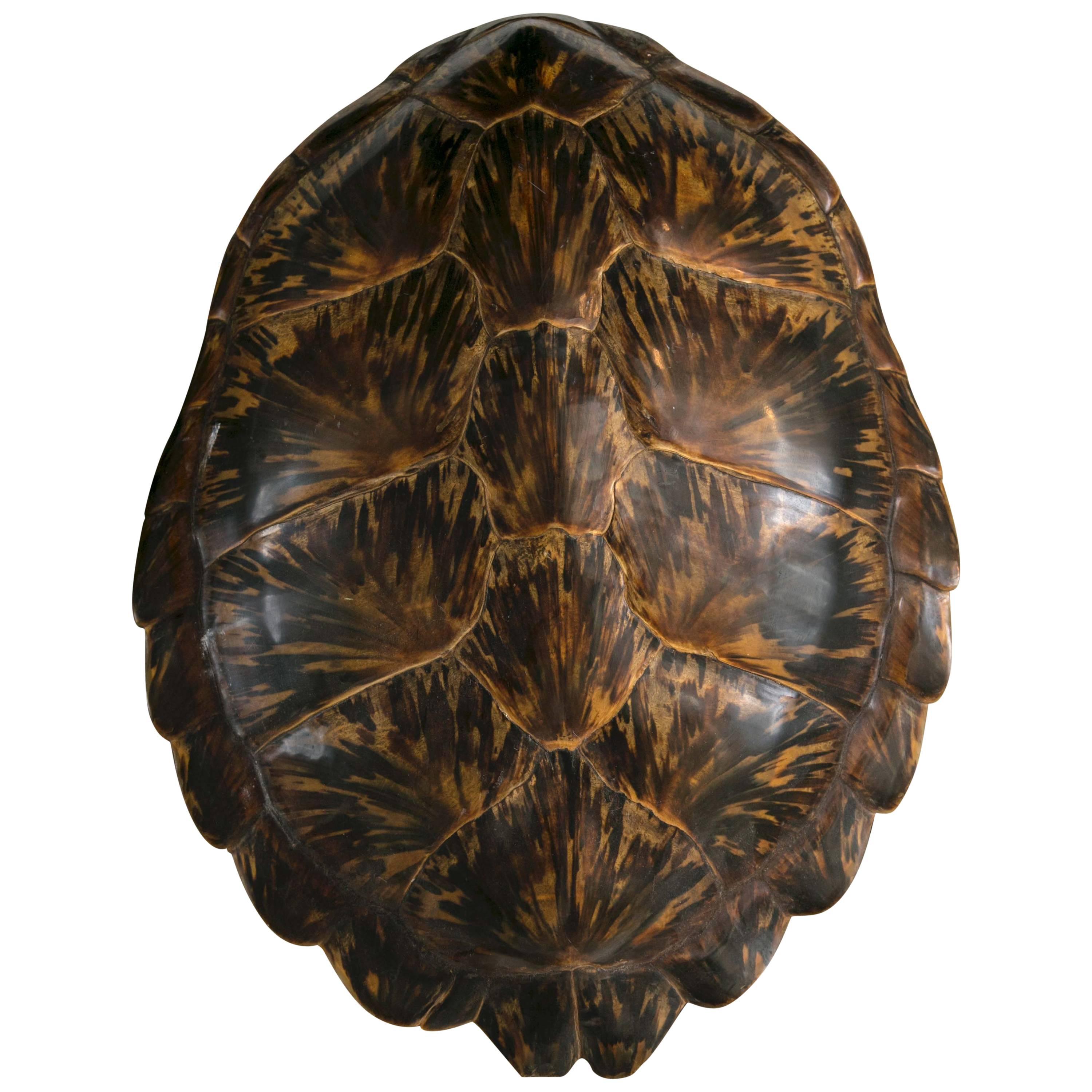 19th Century Tortoise Shell Large