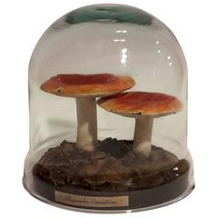 Mushrooms Sculpted under Teca