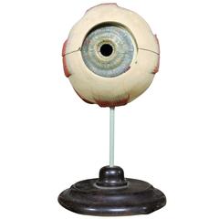 Vintage Anatomical Model of the Eye, 1940s