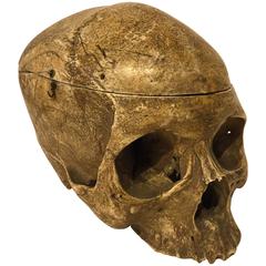 19th Century Human Skull Medical School Anatomy 6