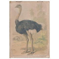 Antique Ostrich Print
