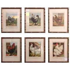 Antique Group of Poultry Lithographs by Cassell
