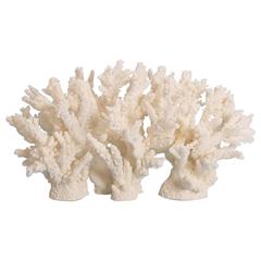 Lofty Branch Coral Sculpture