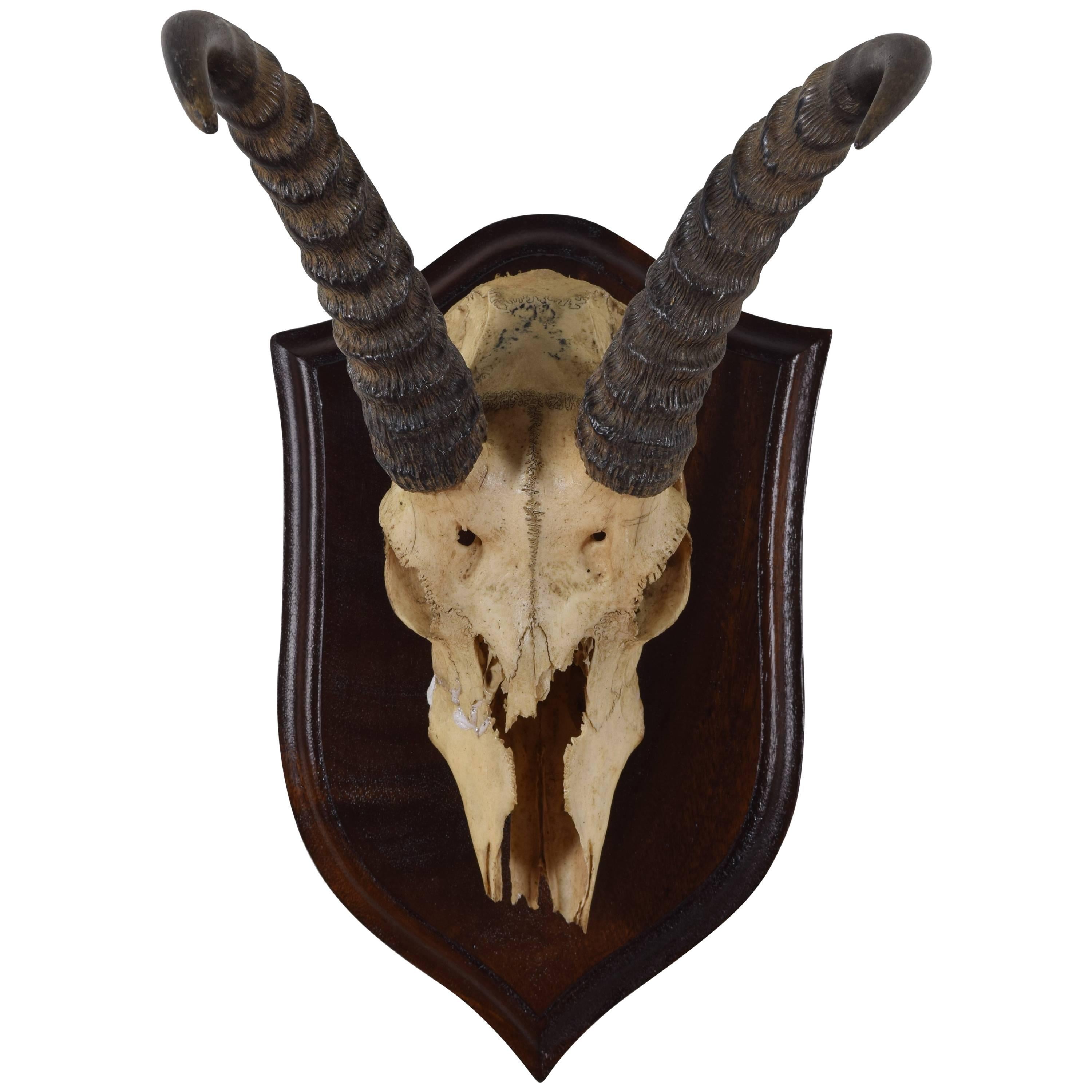 African Springbok Horn and Partial Skull Mount, 1st Quarter 20th Century