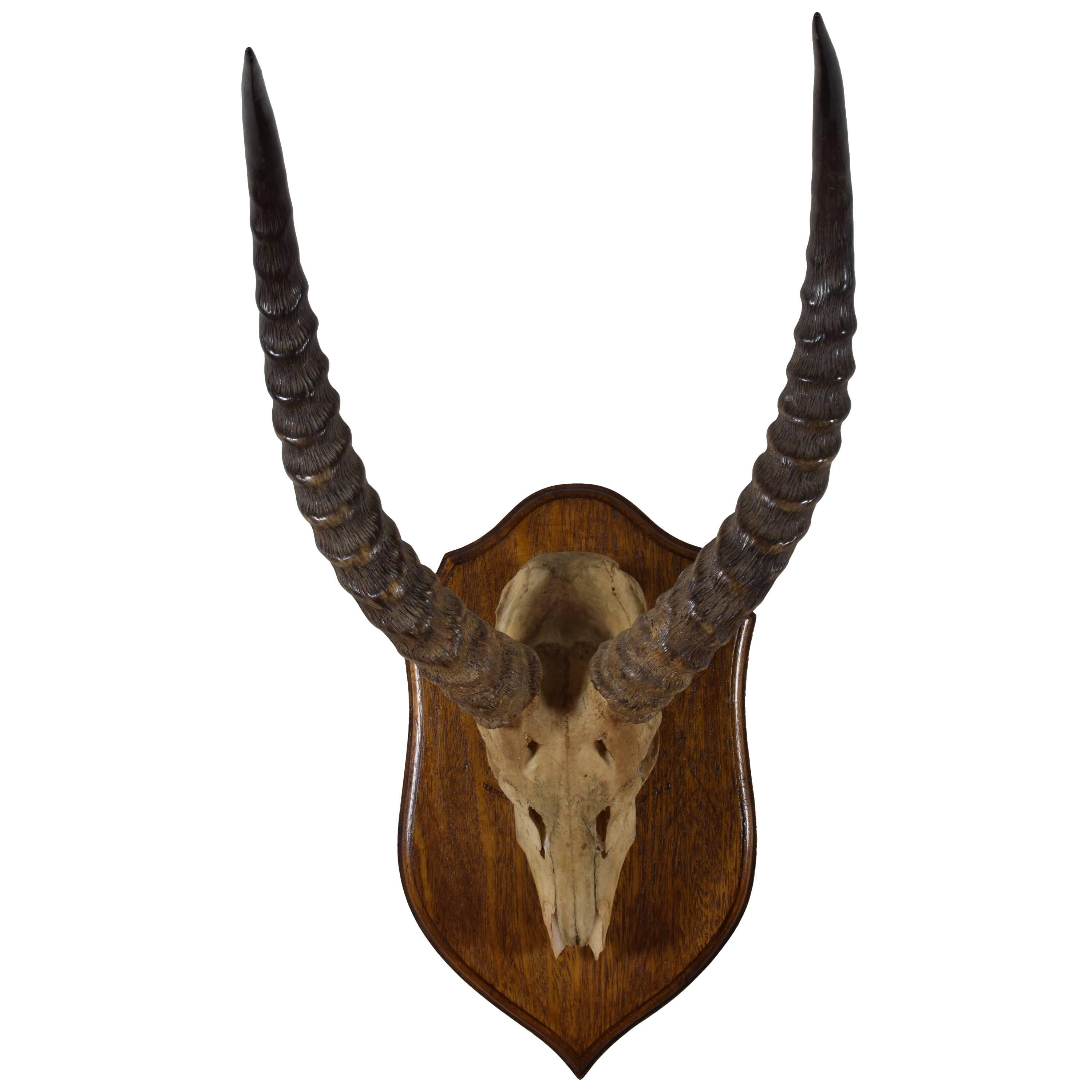 African Impala Horn and Partial Skull Mount, 1st Quarter 20th Century