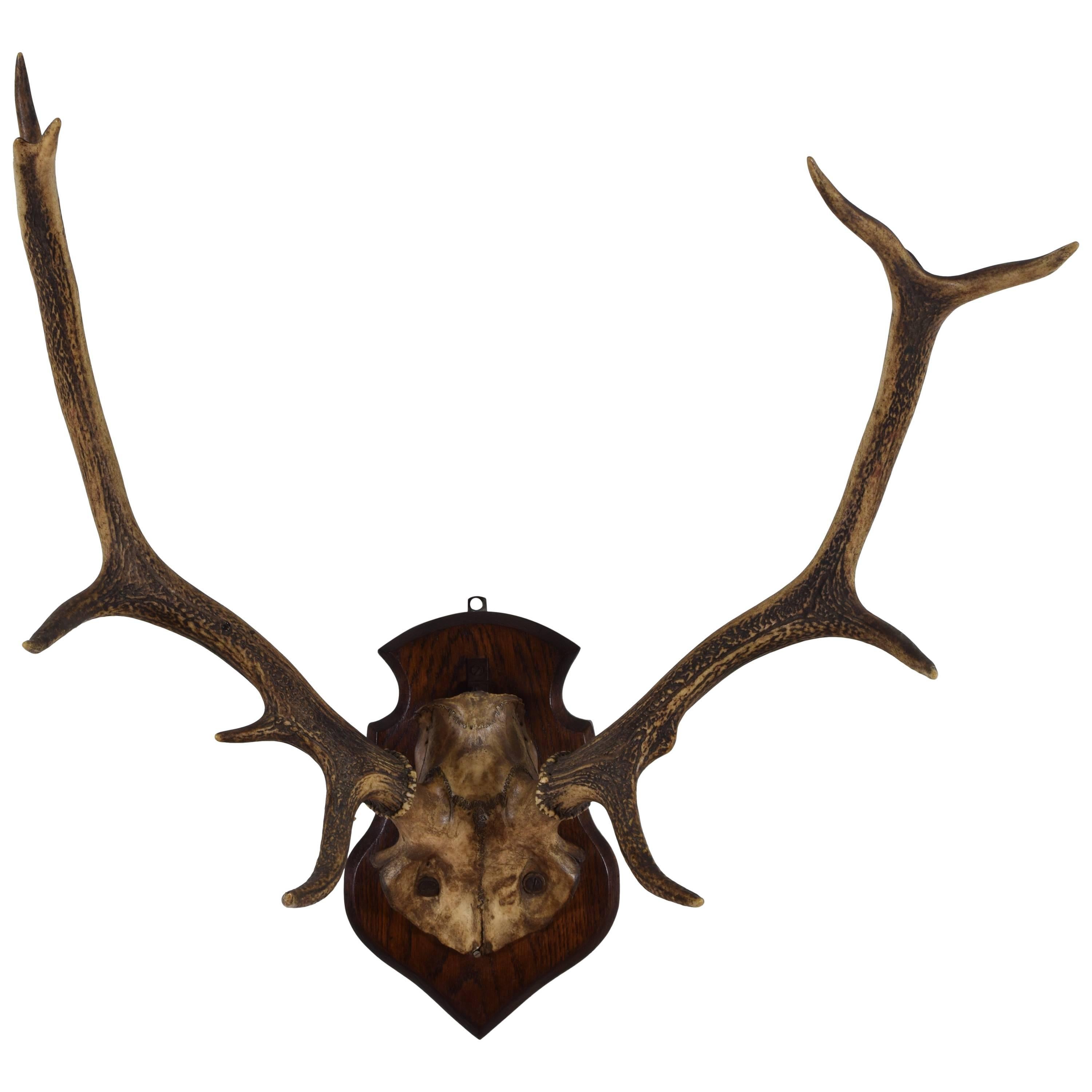 Continental Deer Antler and Partial Skull Mount, 1st Quarter 20th Century