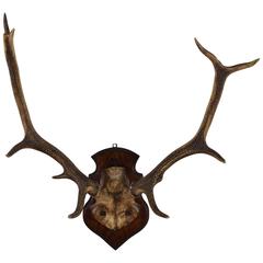 Continental Deer Antler and Partial Skull Mount, 1st Quarter 20th Century