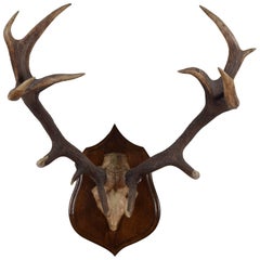 Continental Deer Mount on Carved Backplate, Early 20th Century