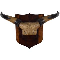 French Bovine Horn and Partial Skull Mount, 1st Quarter 20th Century 7