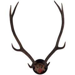 Continental Large Deer Antler and Partial Upper Skull Mount, 20th Century 8