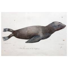 "Jeune Lion Marin de la Californie" Rare 1822 Lithograph by Louis Choris 12