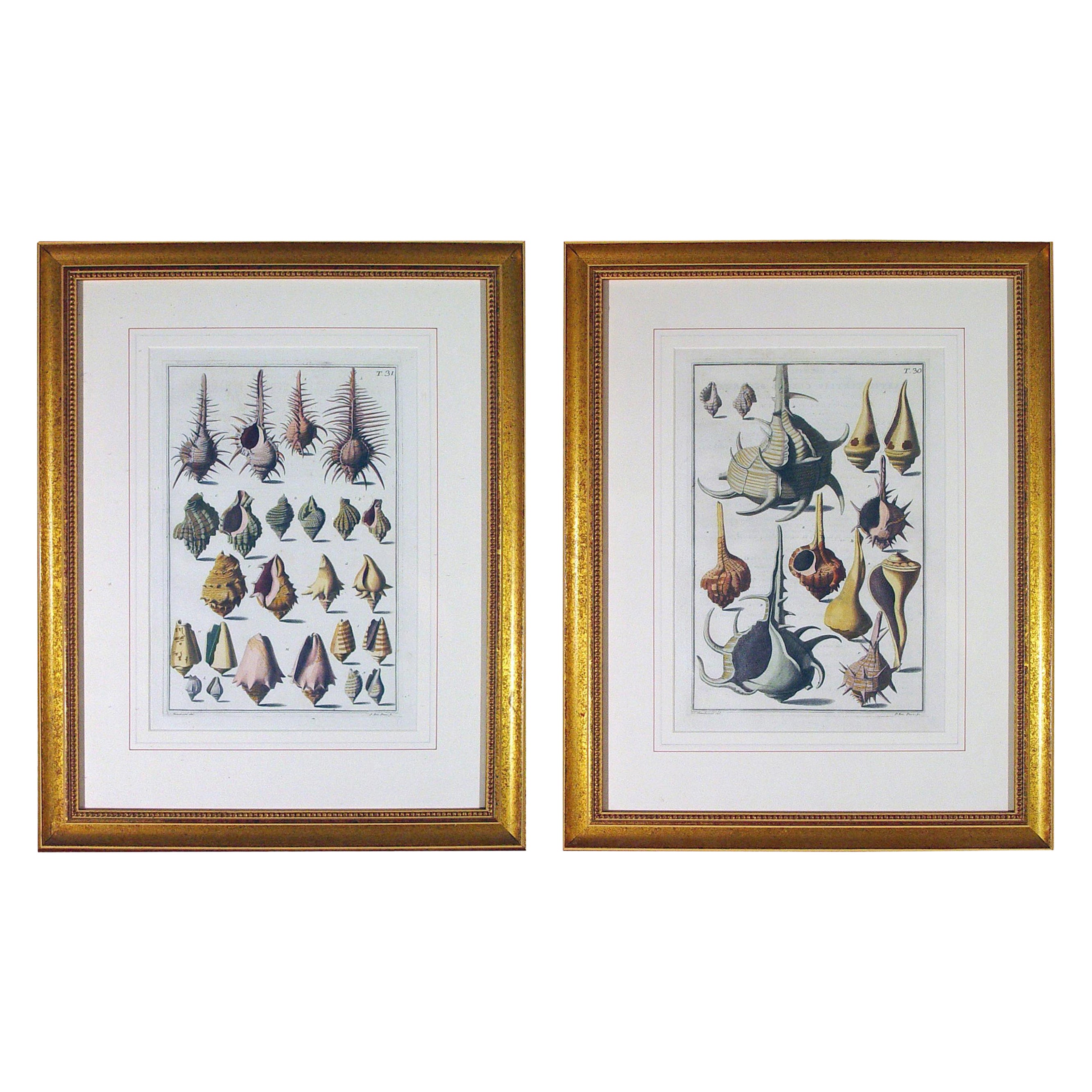Paire de gravures de coquillages de Niccolò Gualtieri du XVIIIe siècle