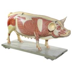 Lifesize Anatomical Model of Pig, Germany