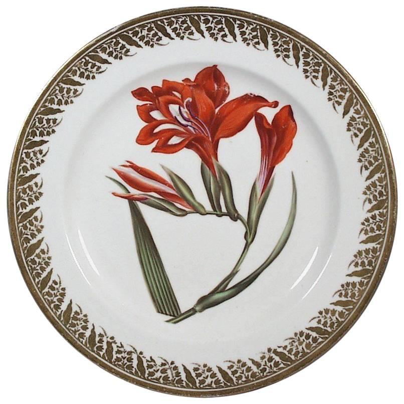 Antique Derby Porcelain Plate Decorated with a Botanical Specimen