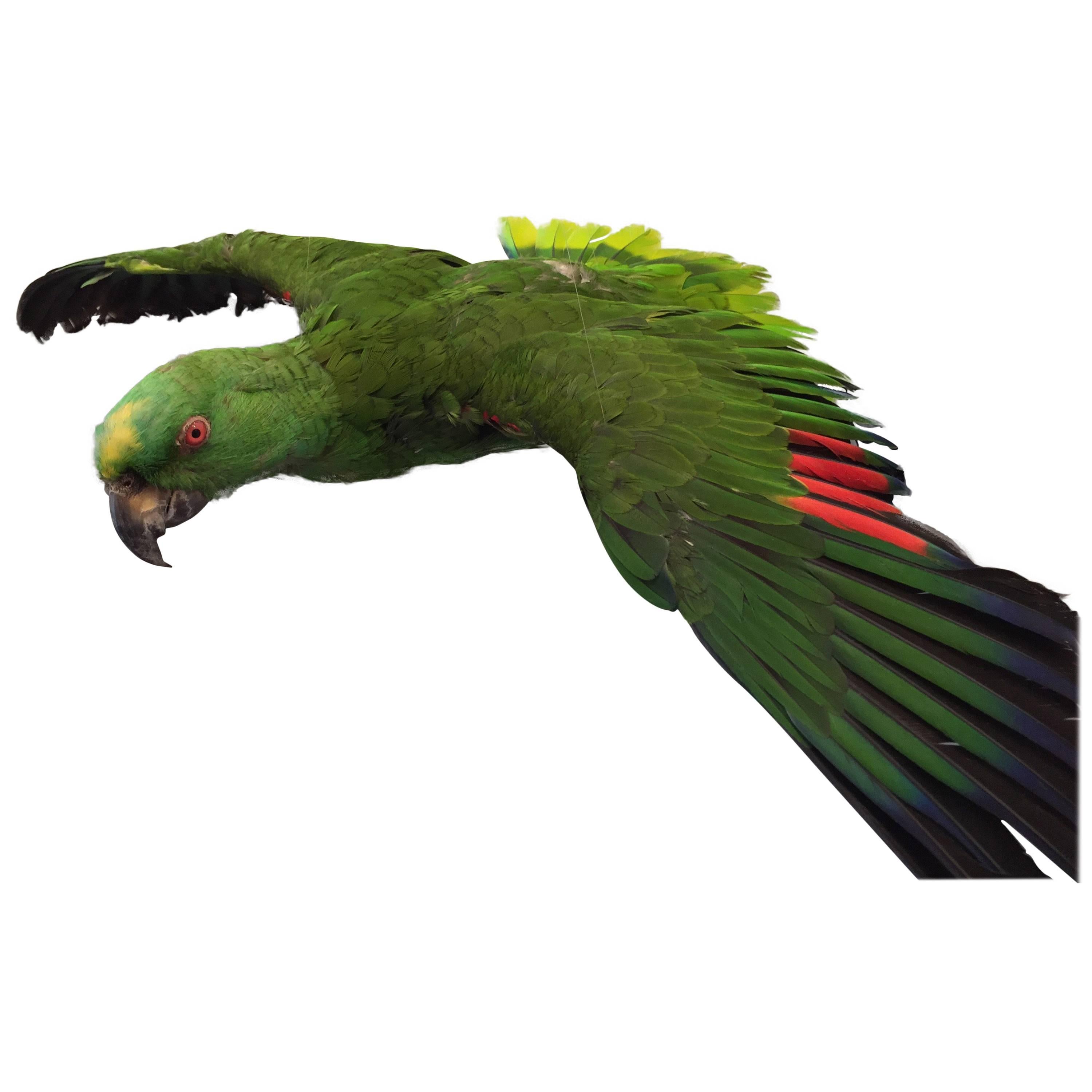 Flying Amazon Taxidermy Parrot