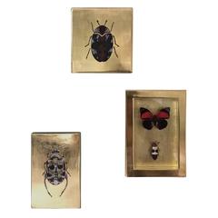 Three Gilded Beetles and Butterfly