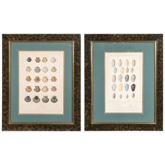 Pair Framed Hand-Colored Engravings of Sea Shells, France, circa 1850