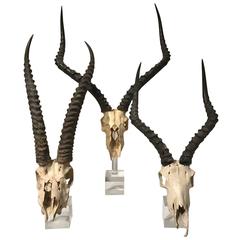 Large Suite of Three Kudu / Antelope Museum Mounted Horns and Skulls