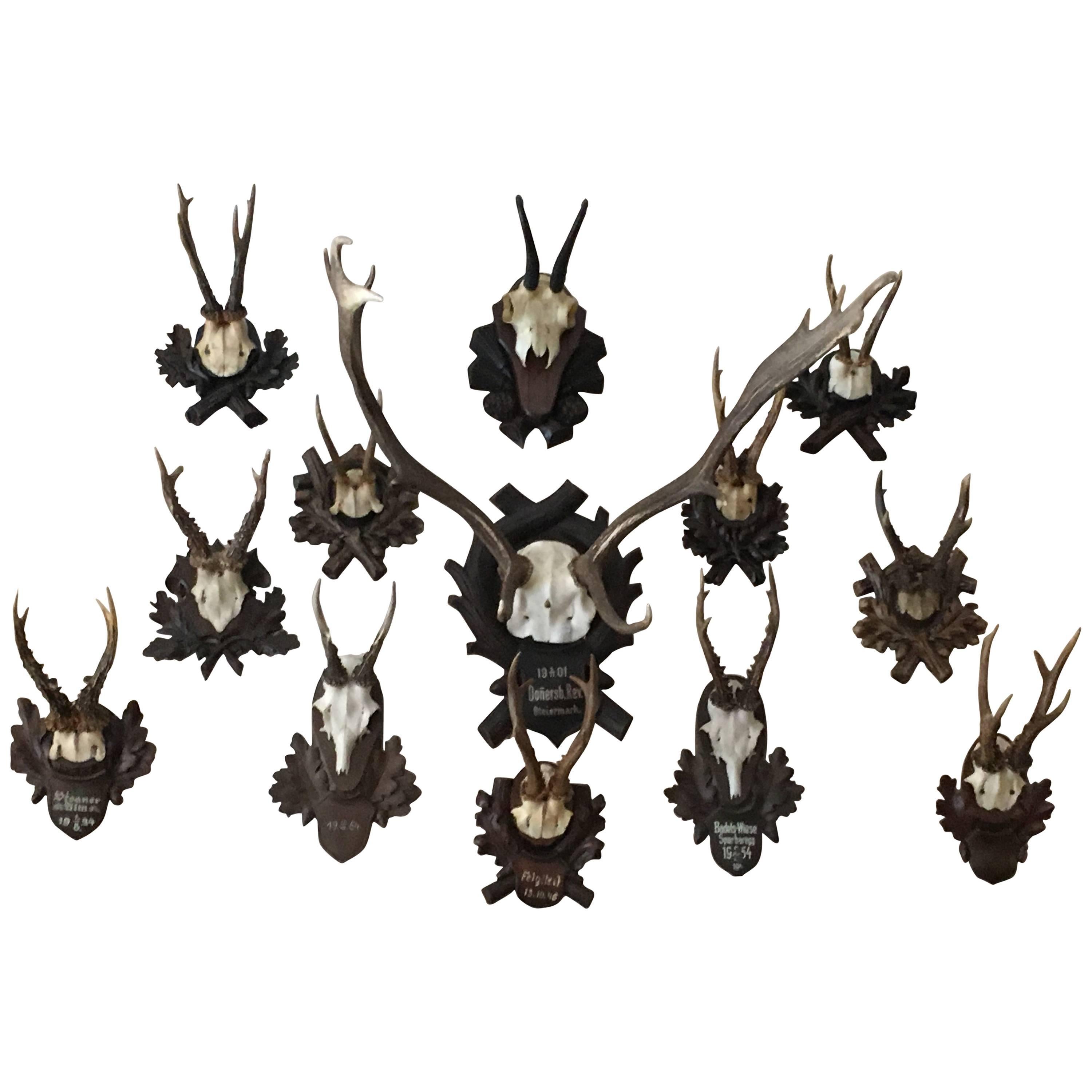 Collection of Black Forrest Mounts Including One Stag, Ten Roe and One Chinois For Sale