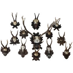 Antique Collection of Black Forrest Mounts Including One Stag, Ten Roe and One Chinois