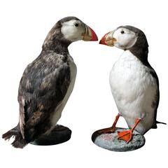 Vintage Delightful Pair of Mid-20th Century Taxidermy Atlantic Puffins