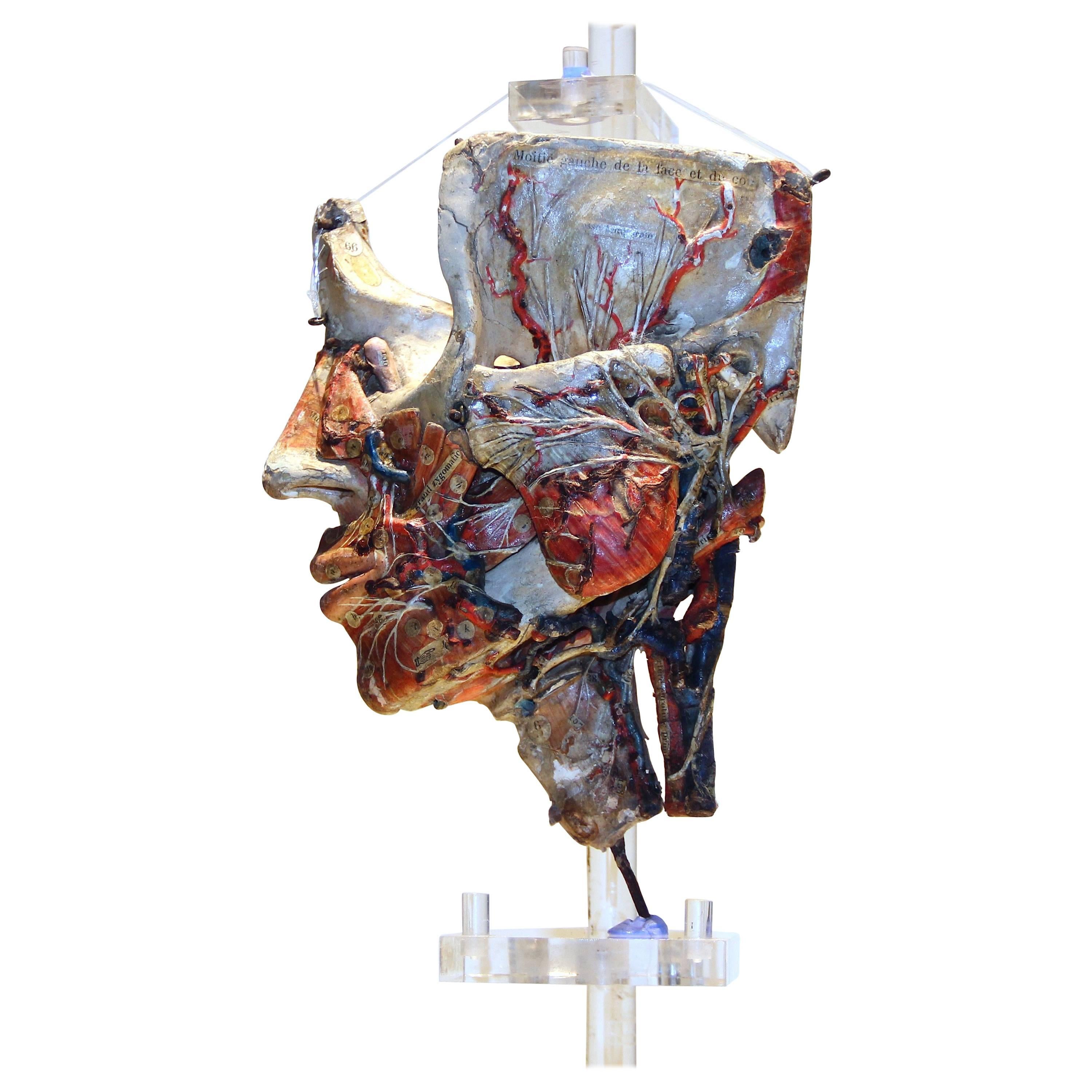 Detachable Anatomical Head Model  in Paper-Mâché by Dr. Auzoux For Sale