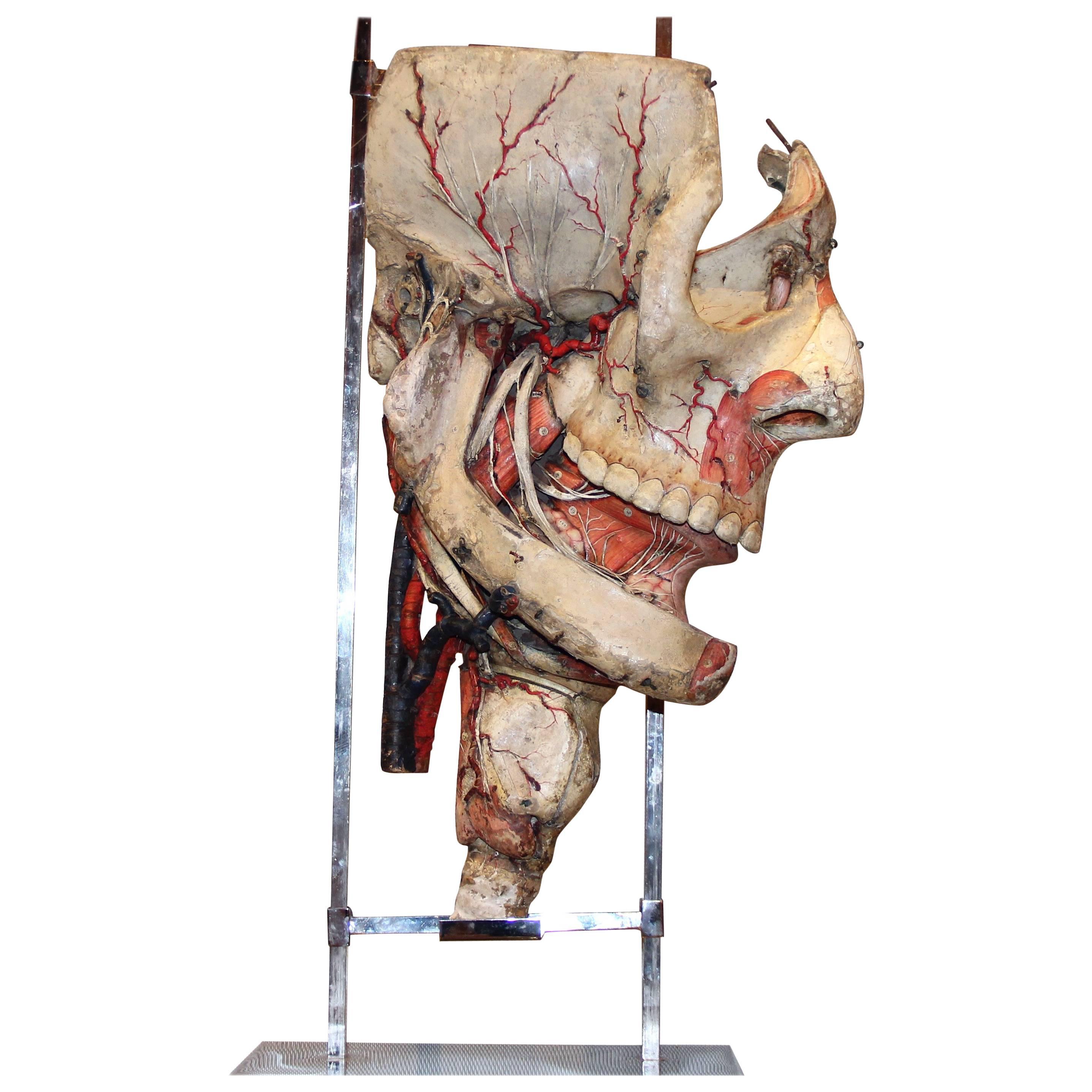 Big Anatomical Head Model in Paper-Mâché by Dr. Auzoux For Sale