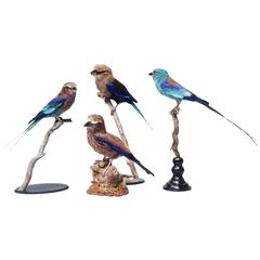 Taxidermy Collection of Rollers Birds