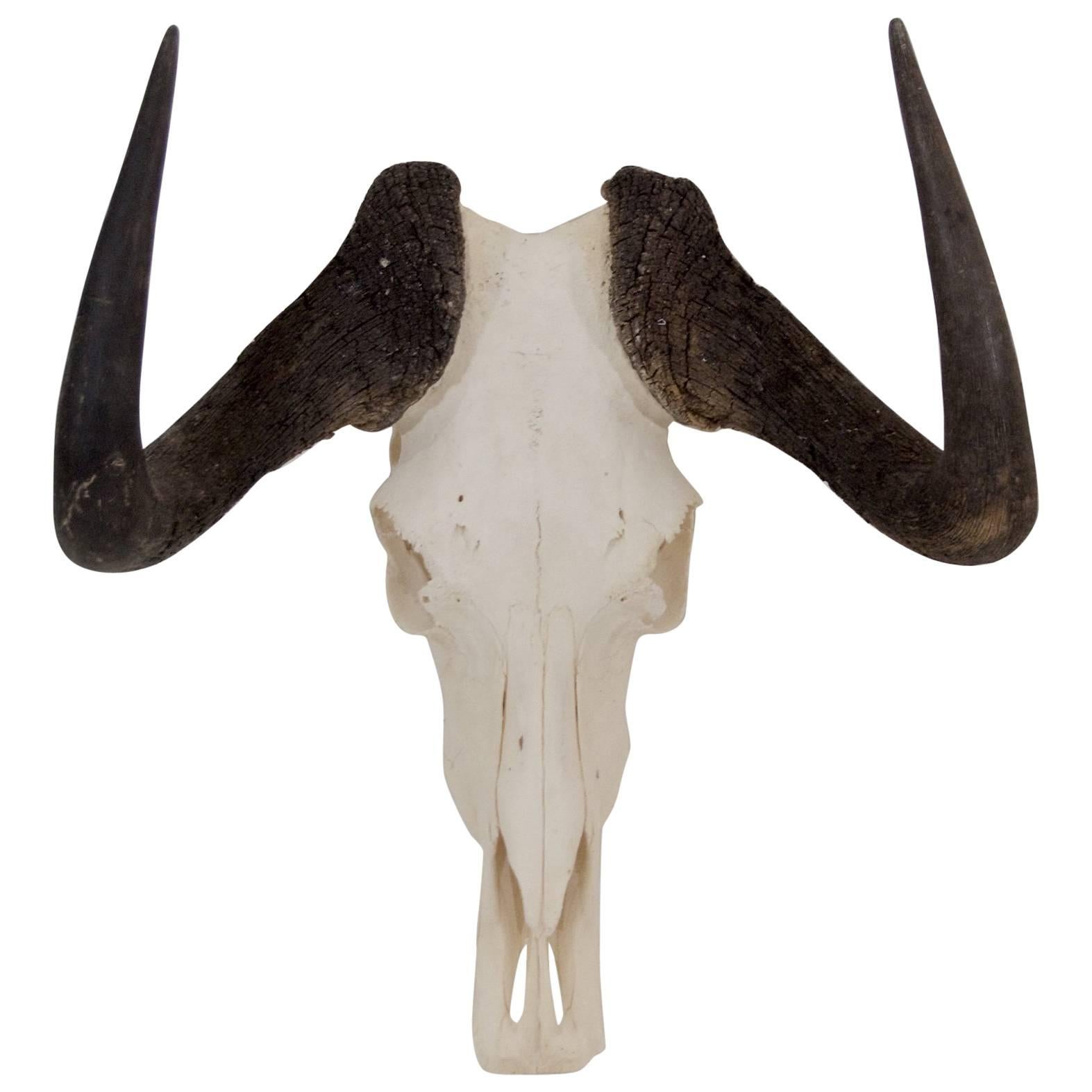 Black Wildebeest Skull and Horns For Sale