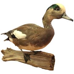 Beautiful Taxidermy North Shore Duck