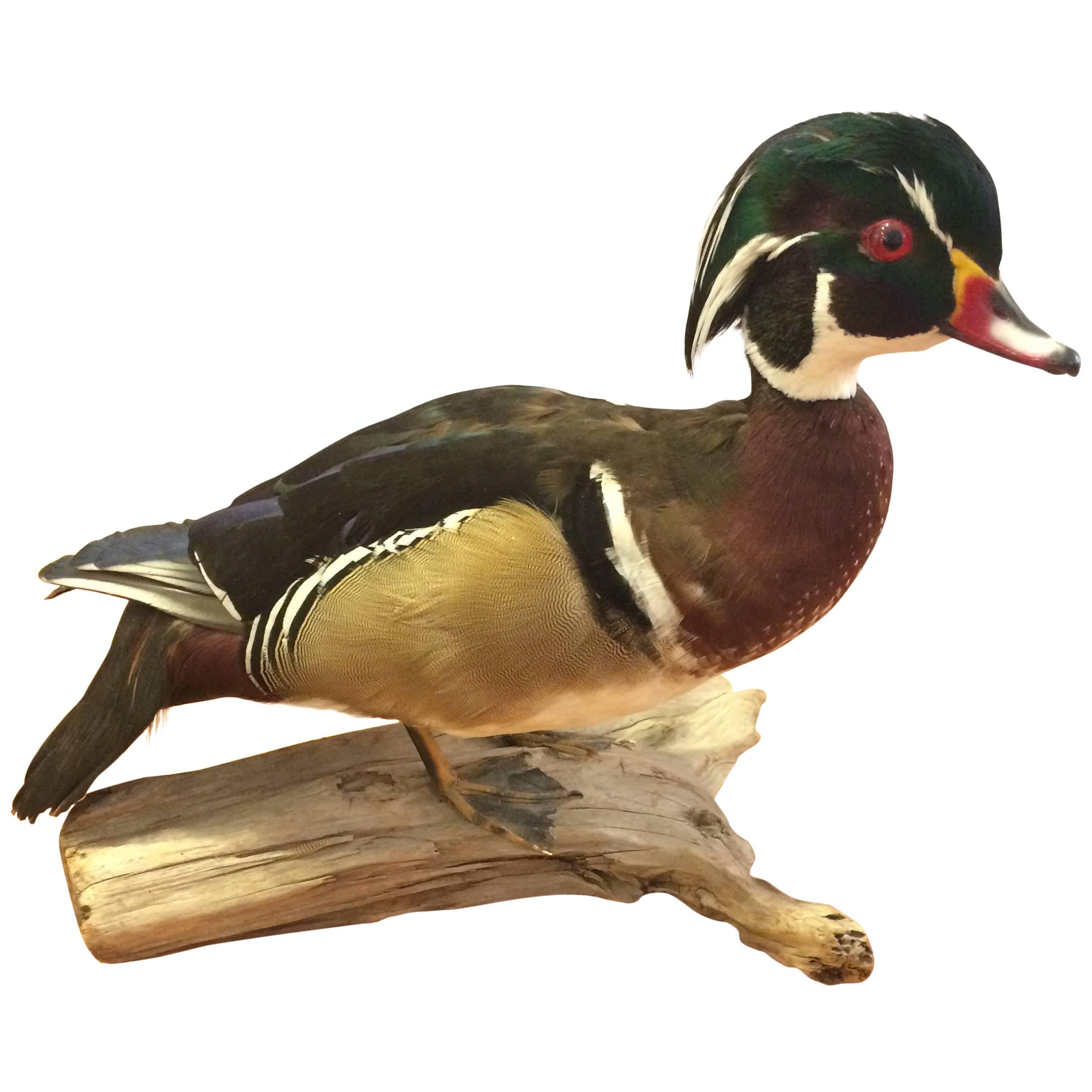 Wonderful Quality Taxidermy of Male Wood Duck