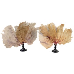 Pair of Fan Shaped Coral on Wooden Stands
