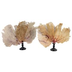 Pair of Fan Shaped Coral on Wooden Stands 6